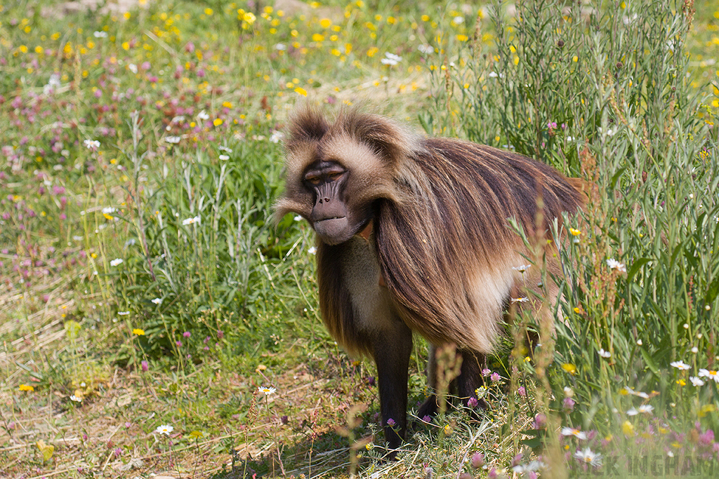 Gelada | Male