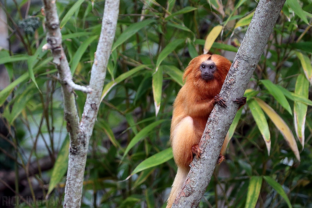 Golden Lion Tamarin