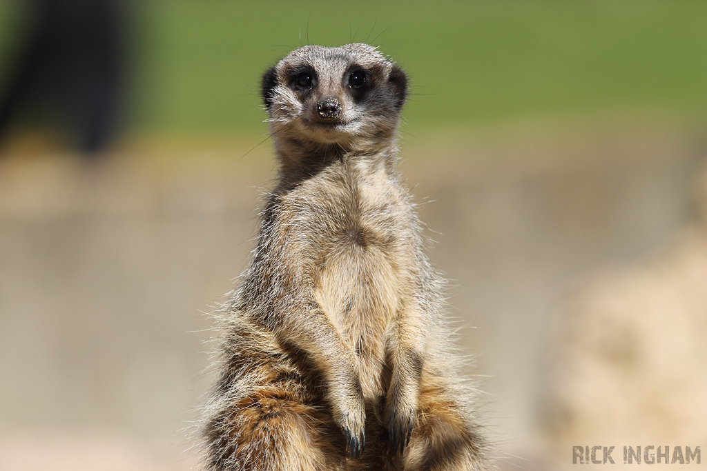 Meerkat