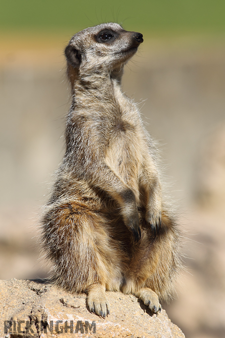 Meerkat