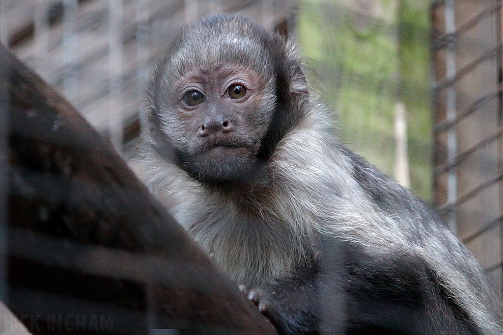 Yellow Breasted Capuchin