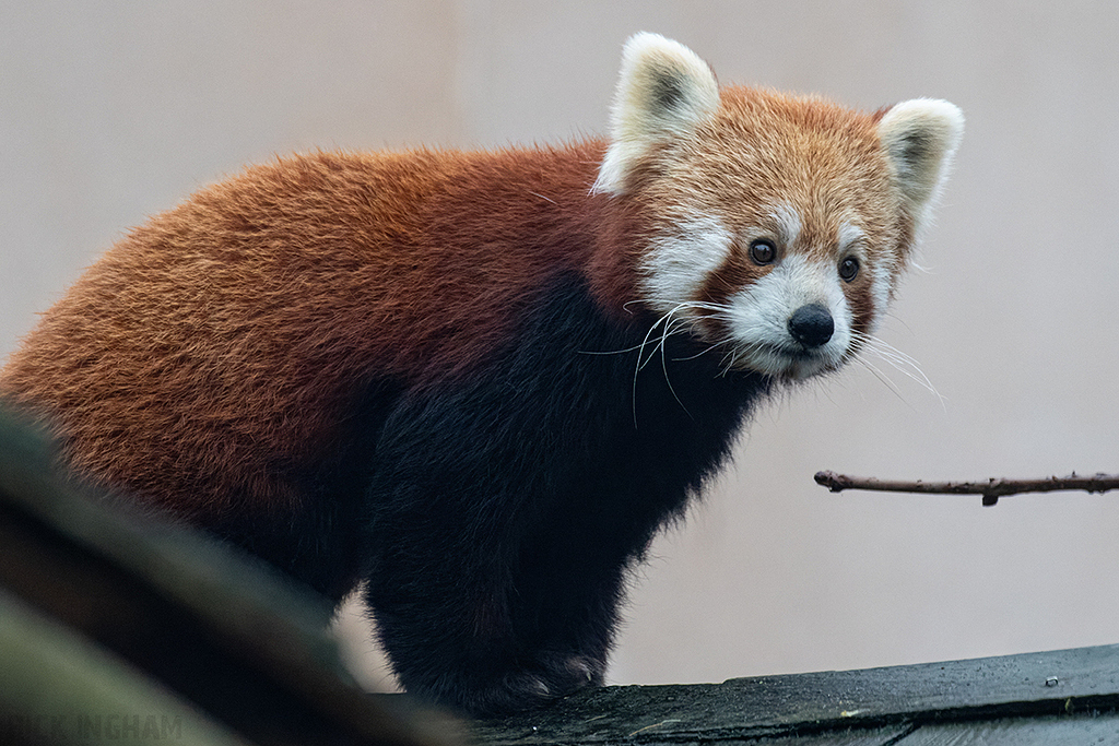 Red Panda