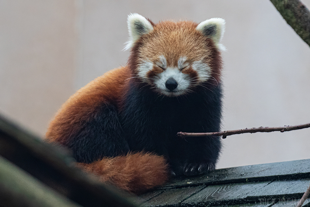 Red Panda