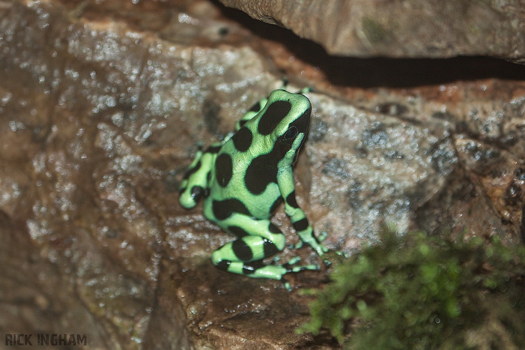Poison Dart Frog