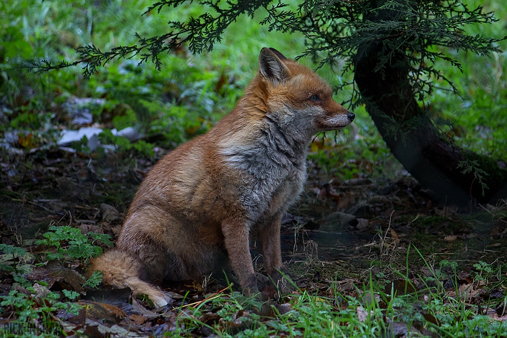 Red Fox