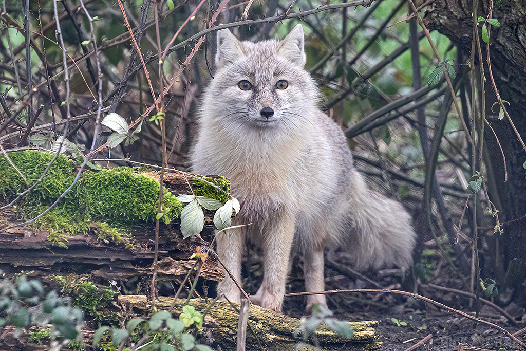 Corsac Fox