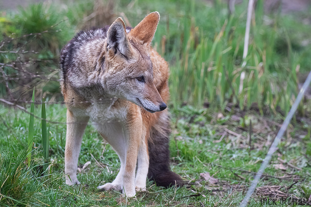 Black Backed Jackal