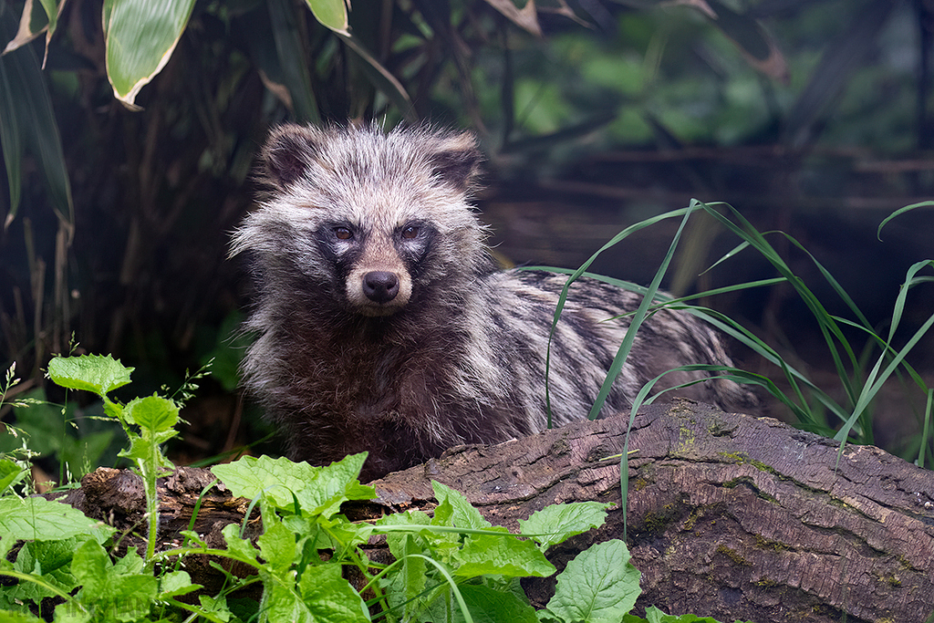 Raccoon Dog