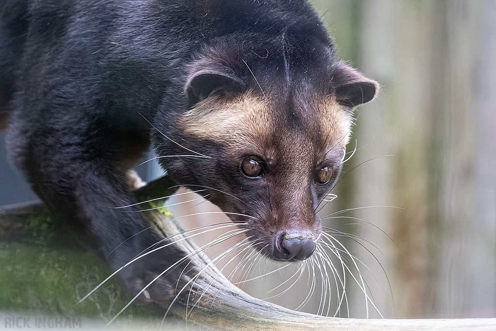 White-Bearded Masked Palm Civet