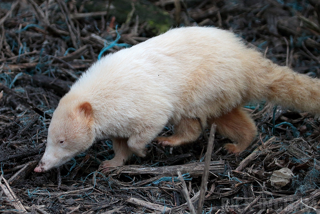 Albino Coati