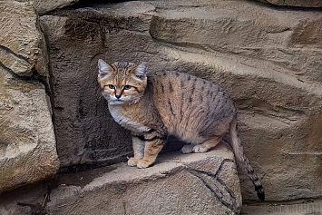 Arabian Sand Cat