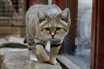 Arabian Sand Cat