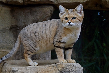 Arabian Sand Cat