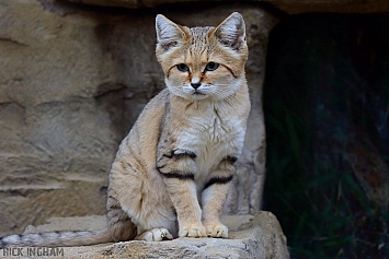 Arabian Sand Cat