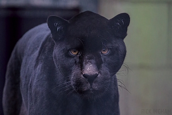 Black Jaguar