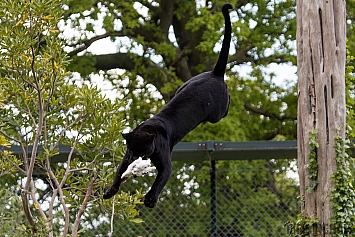 Black Jaguar