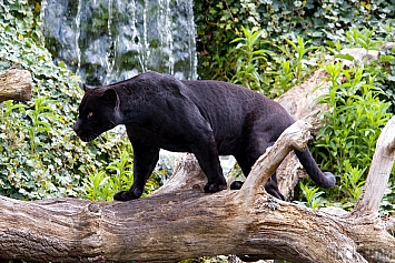 Black Jaguar