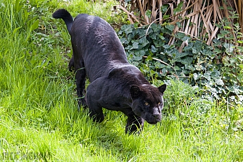 Black Jaguar