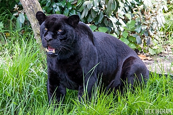 Black Jaguar