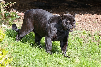 Black Jaguar