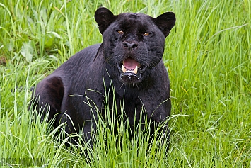 Black Jaguar