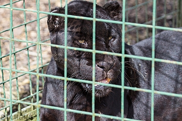 Black Jaguar