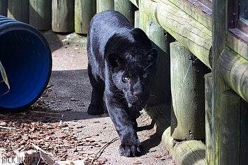 Black Jaguar