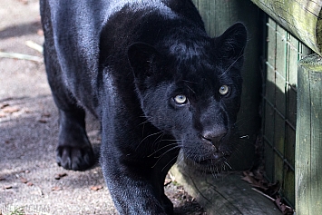 Black Jaguar