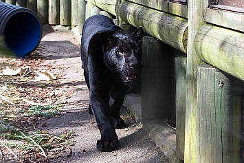 Black Jaguar