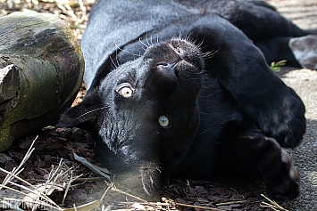 Black Jaguar