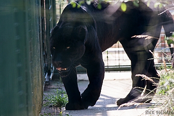 Black Jaguar