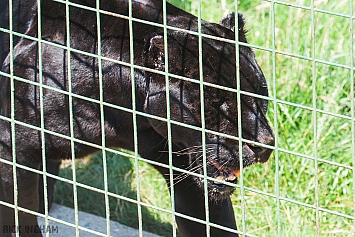 Black Jaguar