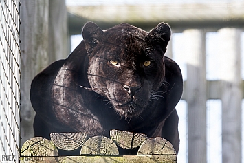 Black Jaguar