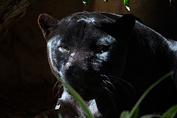 Black Jaguar