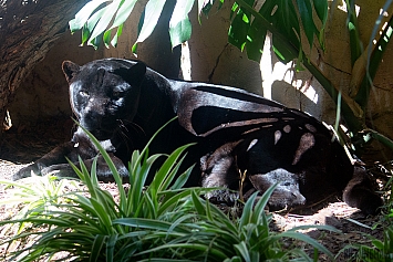 Black Jaguar