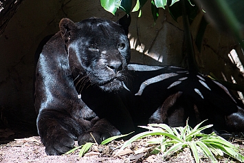 Black Jaguar