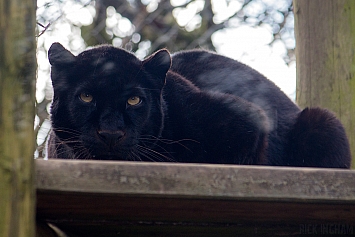 Black Leopard