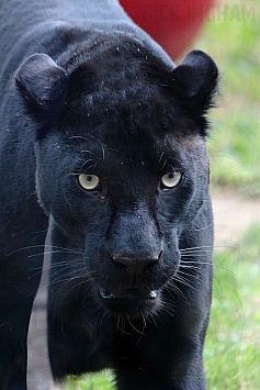 Black Leopard