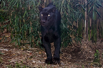 Black Leopard