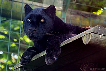 Black Leopard