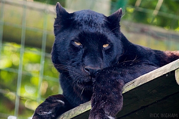 Black Leopard