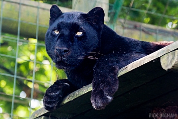 Black Leopard