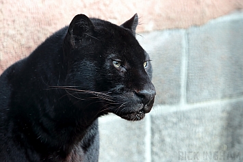 Black Leopard