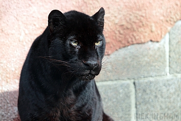 Black Leopard