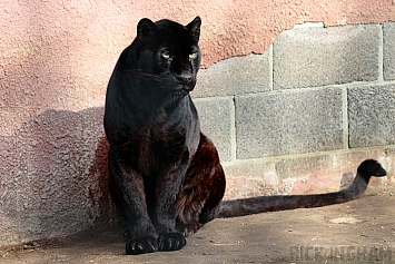 Black Leopard