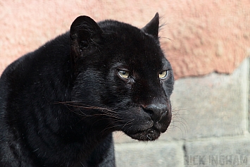 Black Leopard