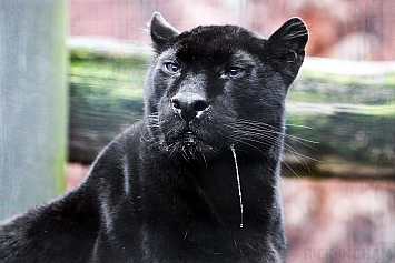 Black Leopard