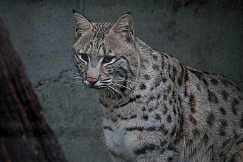 Bobcat