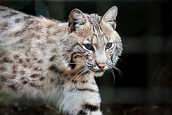 Bobcat