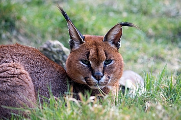 Caracal